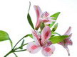 3Д тавани К-Екстрийм -  опънати тавани с картини - FLOWERS 31 - Цветя.